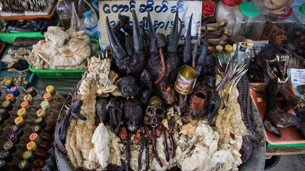 Myanmar Wildlife Trade