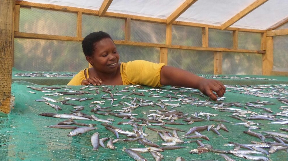 Fish drying in Malawi