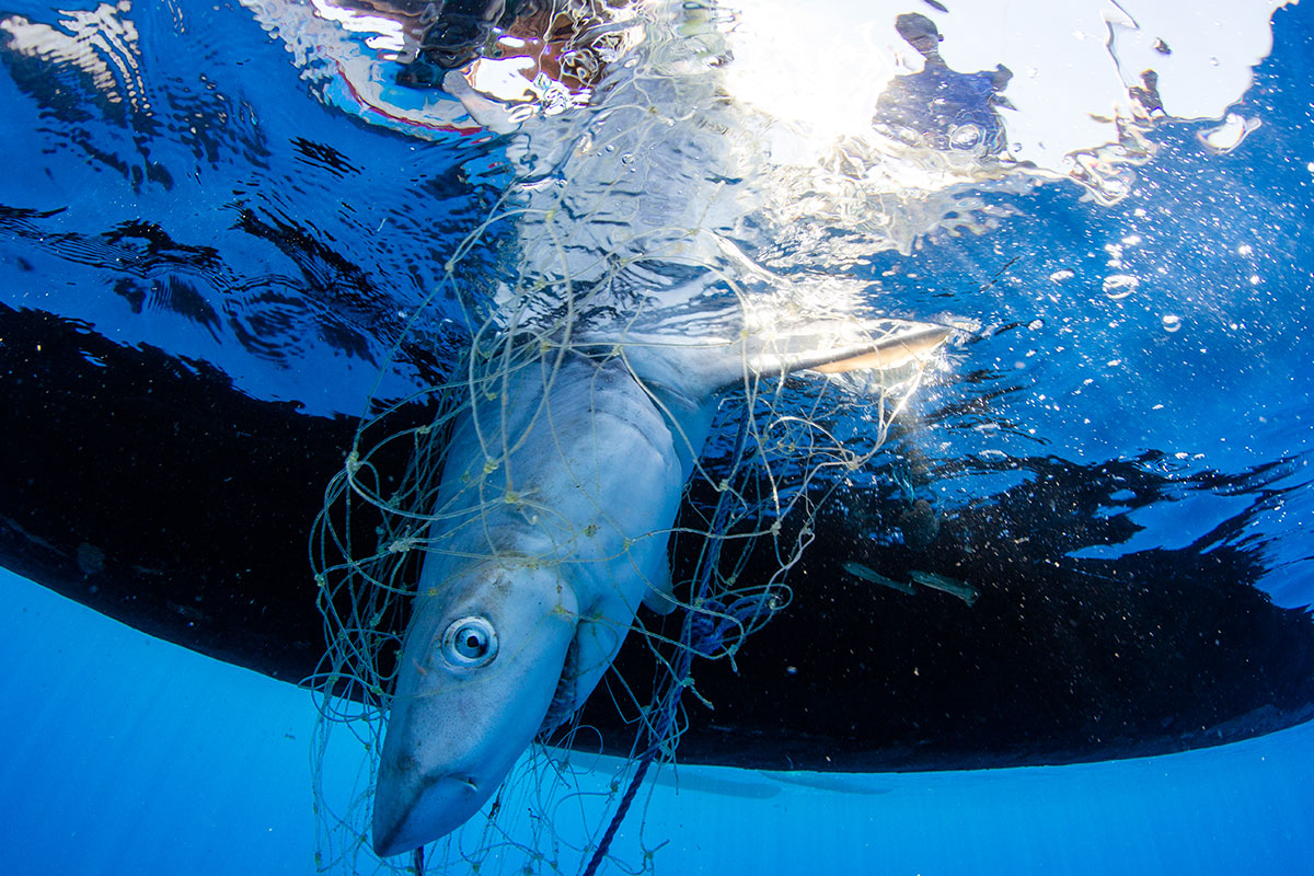 Driven by the collapse of local fisheries, increasing weather extremes and poverty, as well as the opportunity to earn money by selling shark fins and sea cucumbers to the Chinese market, the fishermen of southwest Madagascar have been leaving their homes in increasing numbers and migrating greater distances to places where they can still find productive fishing grounds. The fishermen travel to the most remote parts of Madagascar's west coast. Often living far offshore on tiny islands in the Mozambique Channel, they eke out a living in places with no potable water or food and no access to hospitals or schools. [Garth Cripps/Al Jazeera]