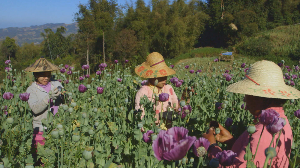 101 East - Myanmar''s Poppylands