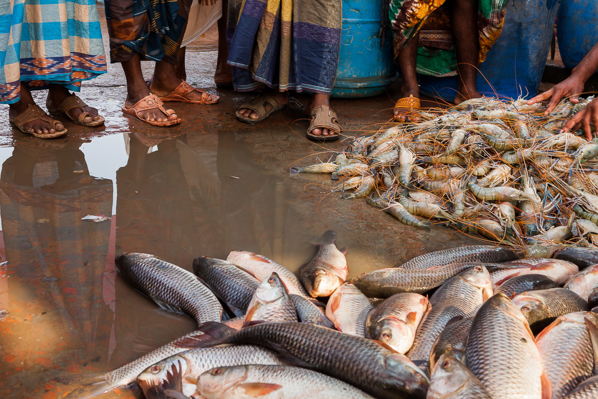 Surviving climate change in Bangladesh