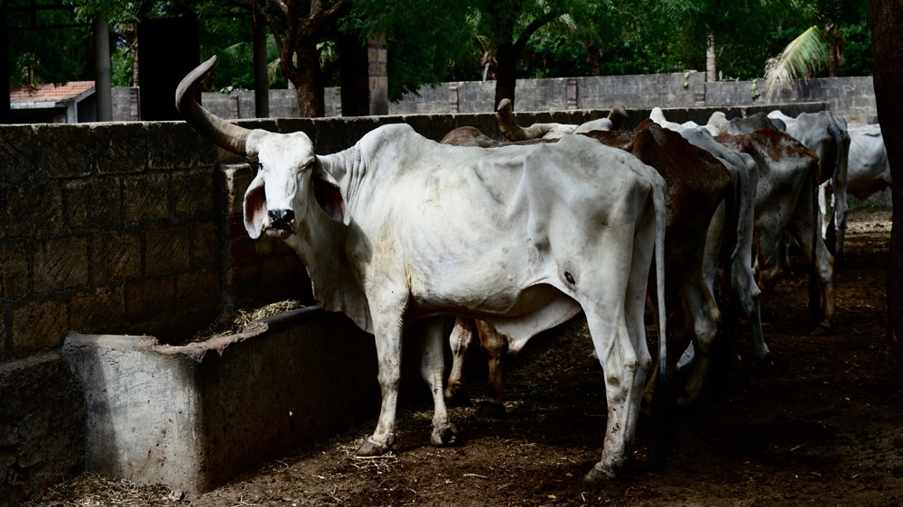 This old bull was either picked up by city authorities or surrendered, with a donation, by its owners. Workers at this shelter say it has looked after about 3,000 cattle [Maya Prabhu/Al Jazeera]