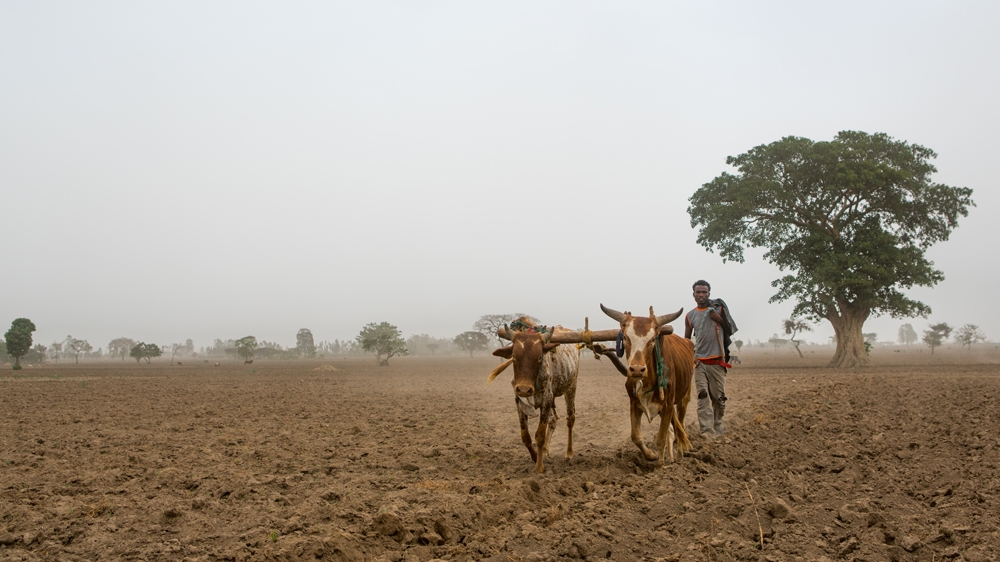Ethiopian man plowing a field with two oxen, Kembata, Alaba kuito, Ethiopia