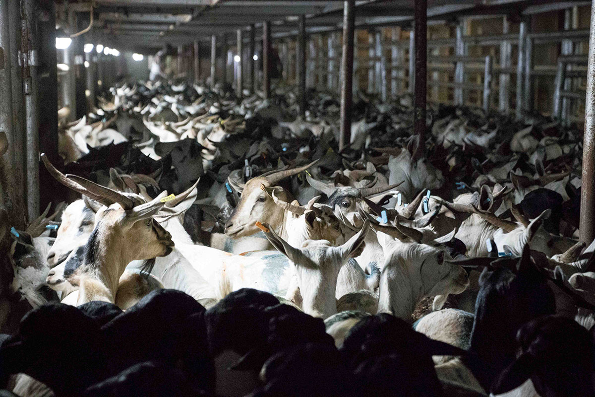 ON THE HOOF - SOMALILAND