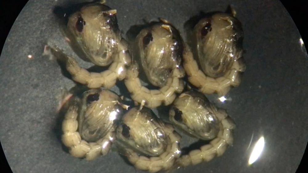 There's a special marker to help identify which mosquito is genetically modified and which isn't [Al Jazeera]