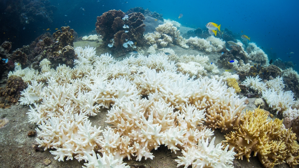 Bleaching of leather coral