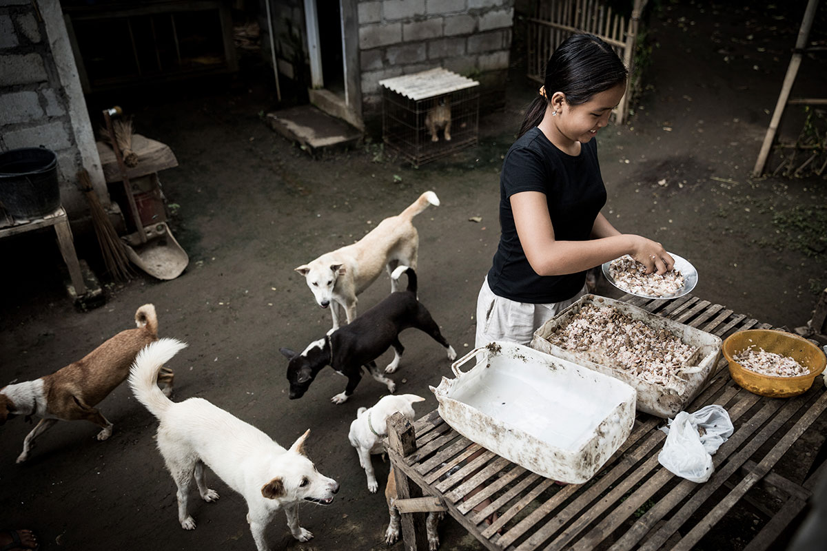 A Solo Balinese Girl Stray Dogs Rescuer/ Please Do Not Use