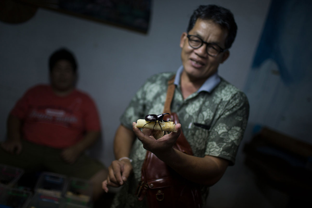 Beetle Fighting/Please Do Not Use