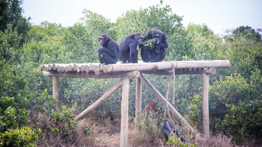 Ol Pejeta Conservancy's Sweetwaters Chimpanzee Sanctuary in Nanyuki [Amanda Fisher/.Al Jazeera] 