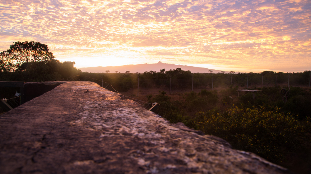 Around 3,000 apes are lost from the wild every year [Amanda Fisher/Al Jazeera]