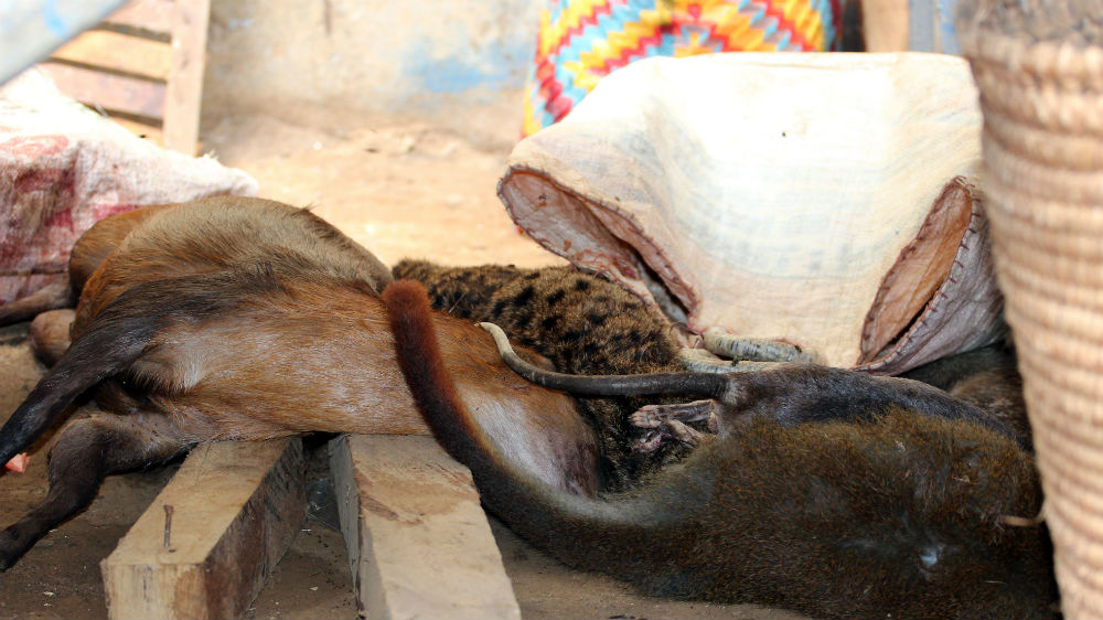 Game is hidden beneath a stall at the market in Ambam in Cameroon's south [Eugene Nforngwa/Al Jazeera]