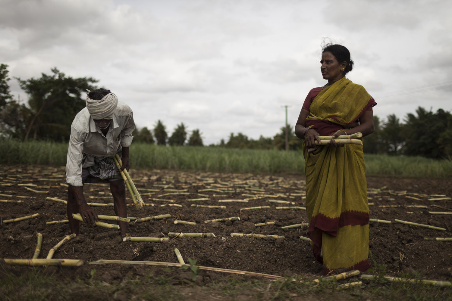 Planting sugarcane in Madhar Halli [Janos Chiala/Al Jazeera]
