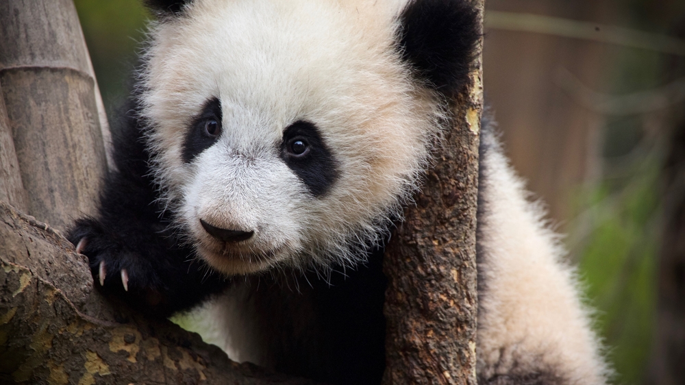 Pandas - Please do not use