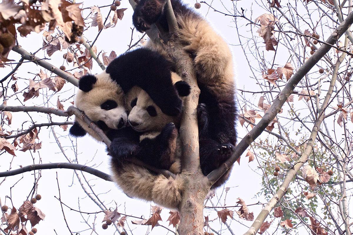 Saving China’s Pandas/Please Do Not Use