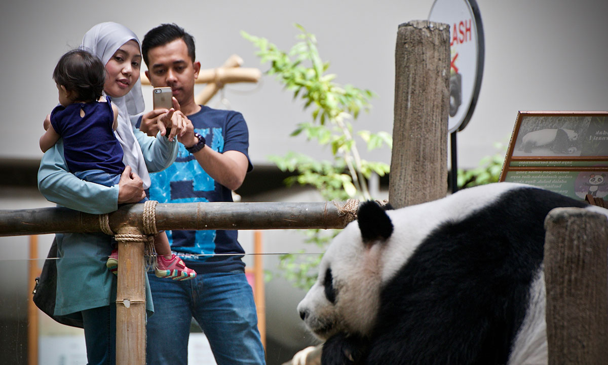 Saving China’s Pandas/Please Do Not Use