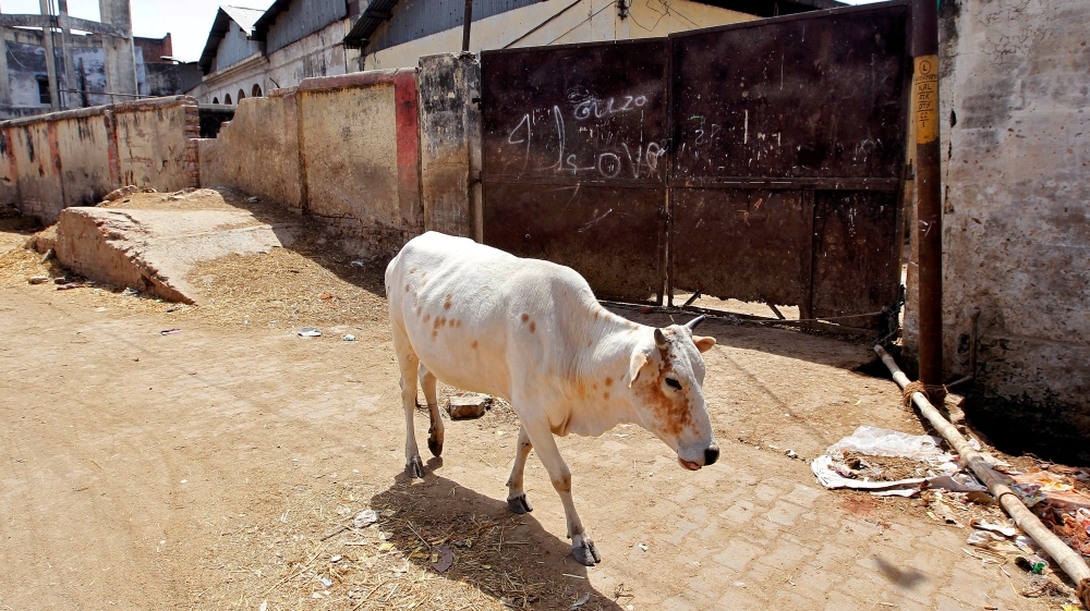 Cow slaughter has been banned in Uttar Pradesh since 1955, but buffalo slaughter and consumption is legal [Jitendra Prakash/Reuters]