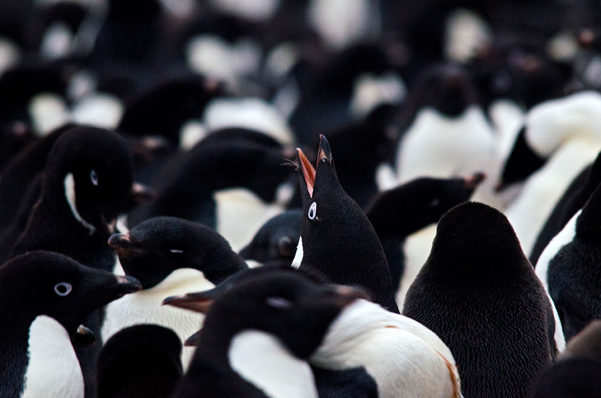 Antarctica Image Gallery