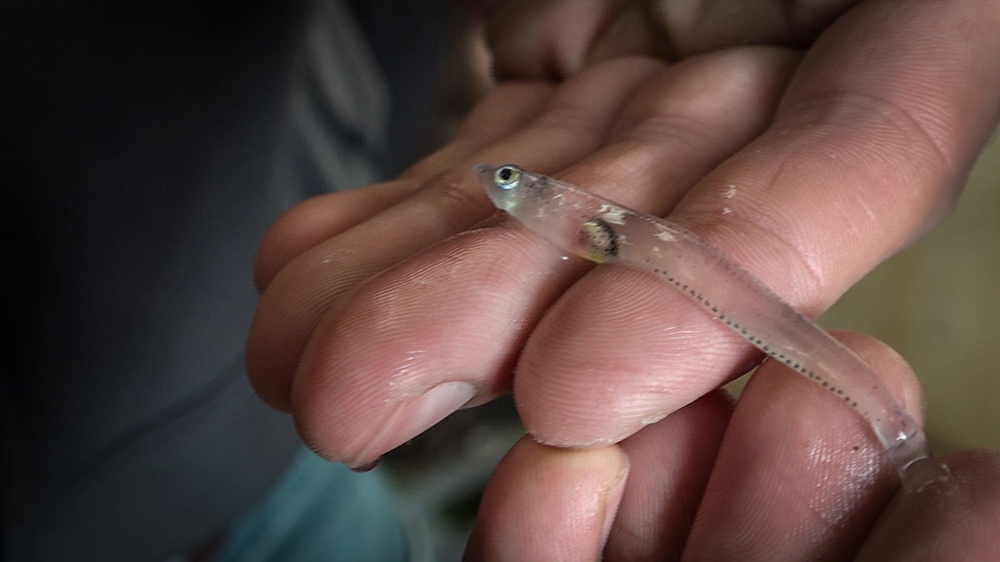 A juvenile Antarctica silverfish. The species of cod is one of the most abundant in Antarctic waters and is able to live in water temperatures down to -2C thanks to a glycoprotein in its blood, which works as an anti-freeze [Tarek Bazley/Al Jazeera]