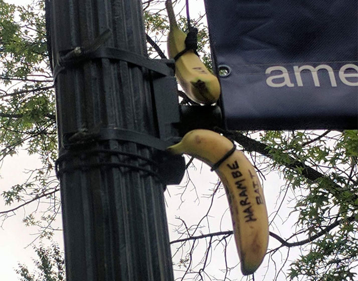 Bananas in nooses found on American University's campus on May 1 [Courtesy of Quinn Dunlea] 