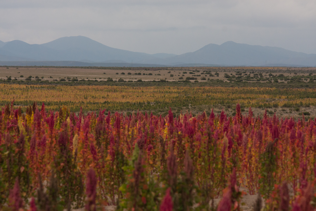 Bolivian Superfood''s Harvest/Please Do Not Use