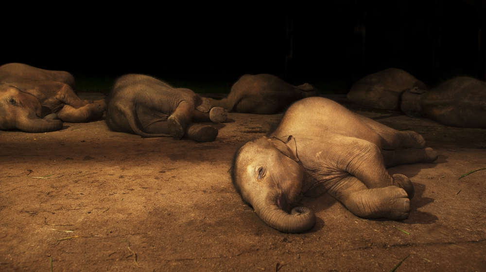 Baby elephants asleep at Elephant Transit Home located inside the Udawalawe National Park [Photo courtesy of Vijitha Perera]