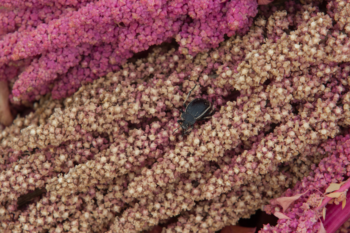 Bolivian Superfood''s Harvest/Please Do Not Use