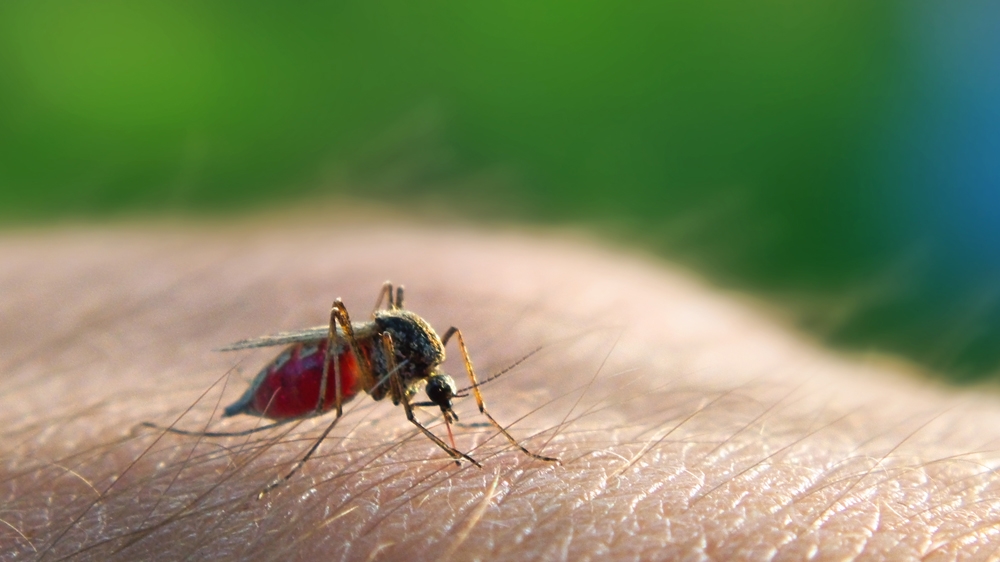 Mosquito - Malaria