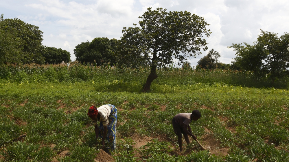 Zambia agriculture Reuters