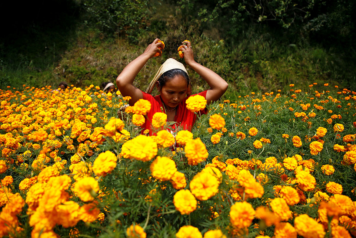 A woman picks marigold flowers used to make garlands and offer prayers, before selling them to the market for the Tihar festival, also called Diwali, in Kathmandu, Nepal October 17, 2017. REUTERS/Nave