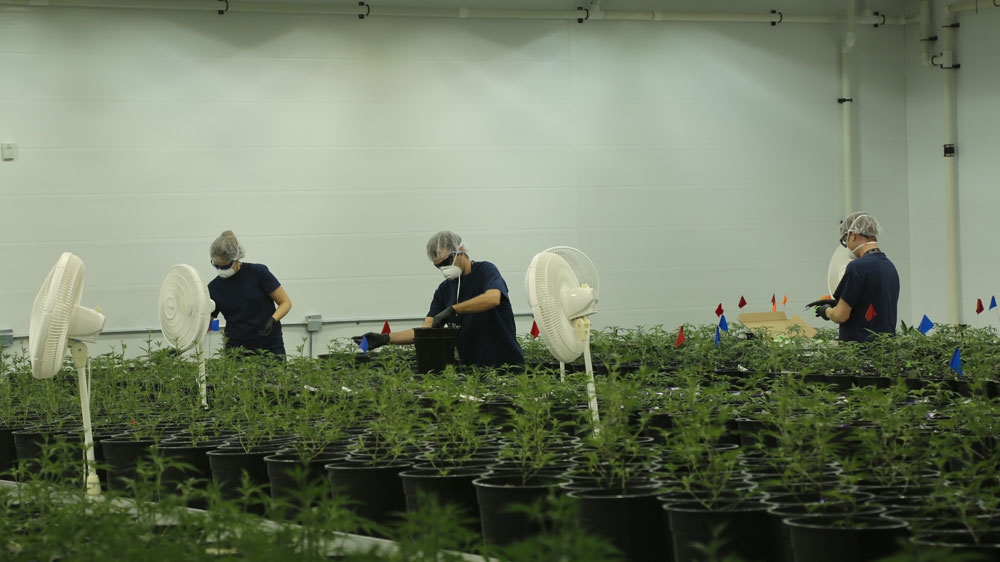 Analysts estimate Canada's legal recreational marijuana market could be worth $8.7bn dollars a year [Blake Sifton/Al Jazeera] 