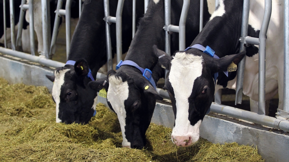 Cows are seen at Baladna farm near Al Khor