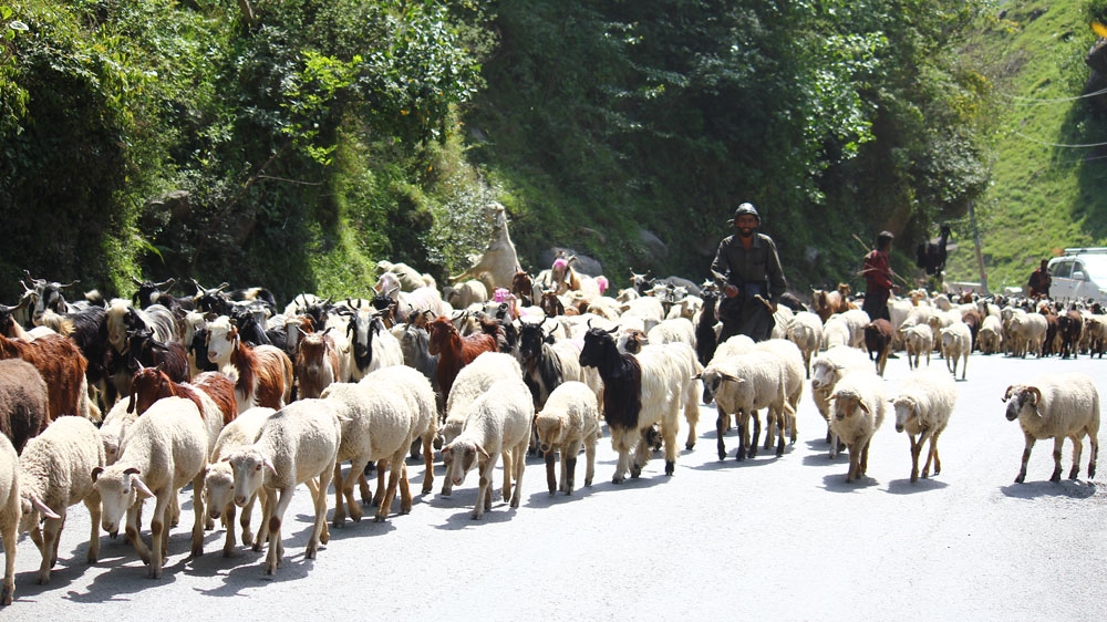 Bakarwals, a poor tribe of nomads