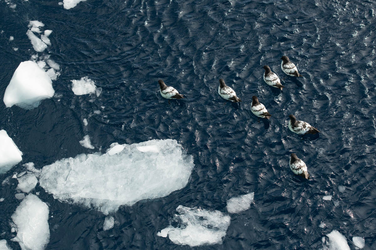 Cape Petrels regularly follow ships at sea in Antarctic waters, hoping for food items thrown up by the ships’ propellors. 