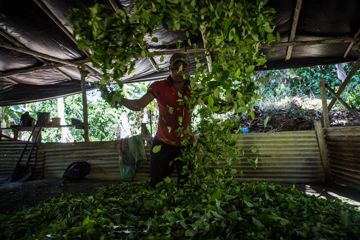 Colombia''s Coca Paradise 