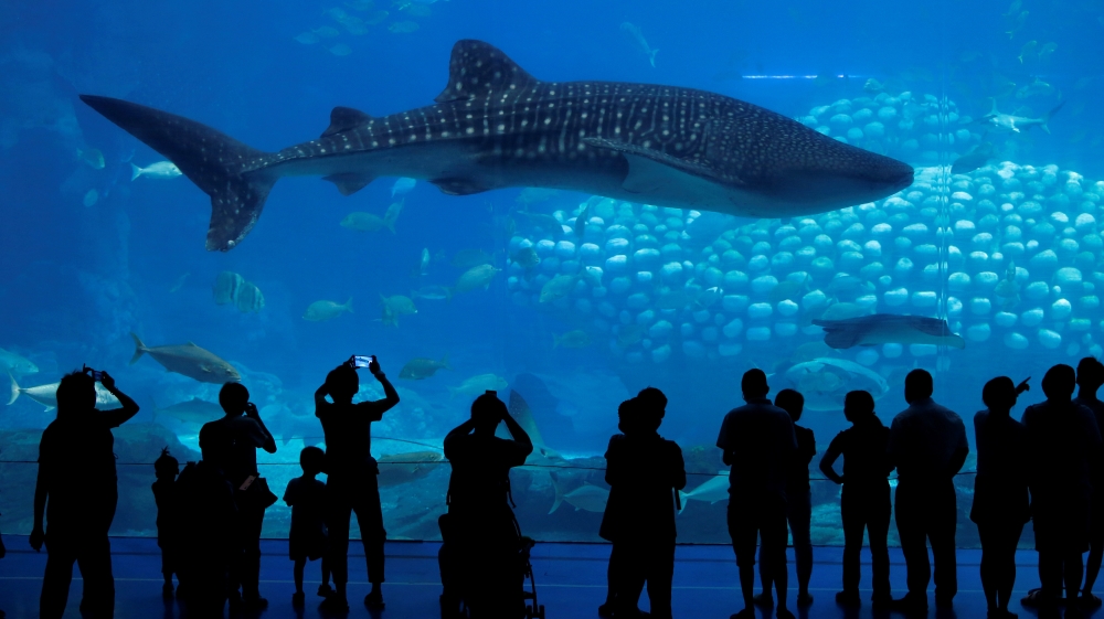 Shark-related tourism generated more than $314m in revenue in 2013 [Bobby Yip/Reuters]