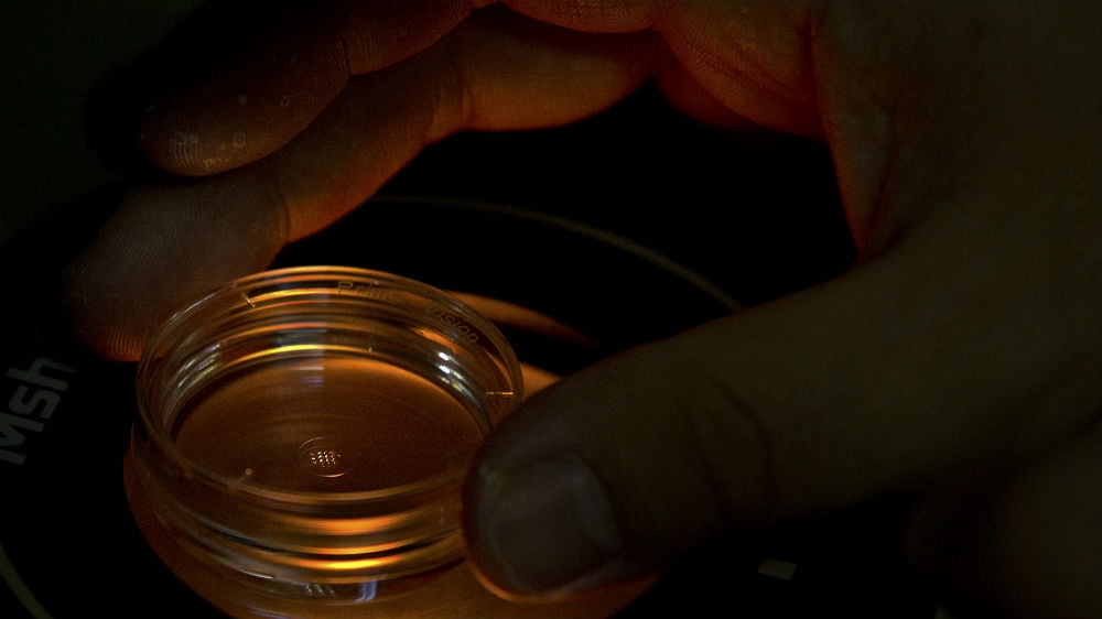 A researcher adjusts a microplate containing embryos that have been injected with Cas9 protein and PCSK9 sgRNA in a laboratory in Shenzhen [Mark Schiefelbein/AP]