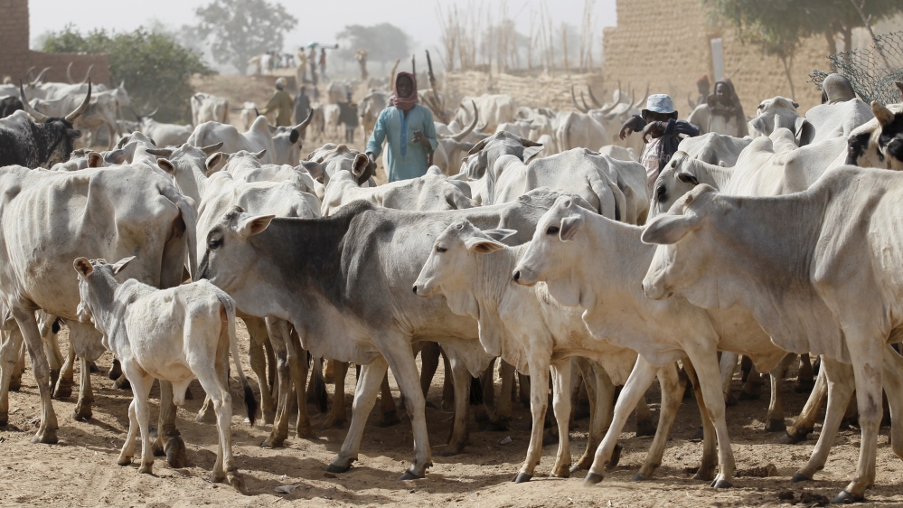 Local herders watch their cows at a local milk collecting centre in Dangwala Karfi village on the outskirts of Nigeria''s northern city of Kano
