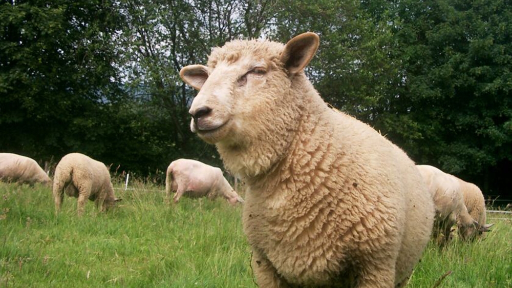 Welsh lamb is highly-prized and currently, 90 percent of exports go to other EU countries [Courtesy: Eville & Jones]