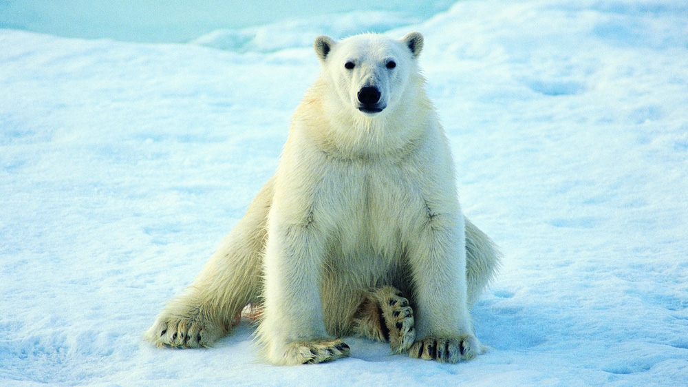 Polar Bear