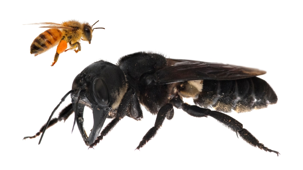 A photomontage showing a living Wallace’s giant bee (right), which is approximately four times larger than a European honeybee [Clay Bolt/Global Wildlife Conservation/AFP]