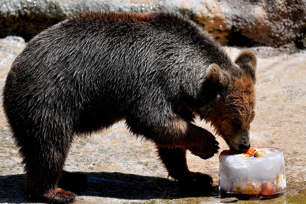 European heatwave in pictures