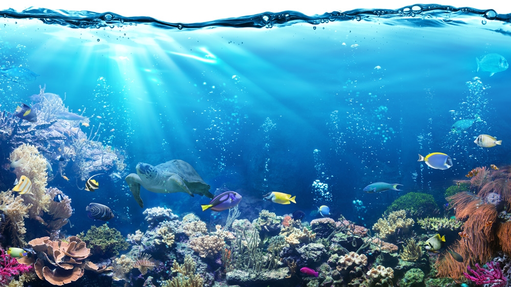 Ocean Life