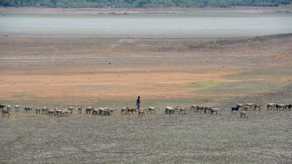 The sheep that need not swim. Puzhal reservoir on the outskirts of Chennai.