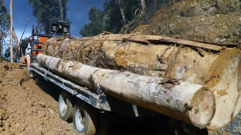 Borneo - Risking it all Loggers skirting danger