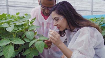 Puerto Rico - Monsanto 