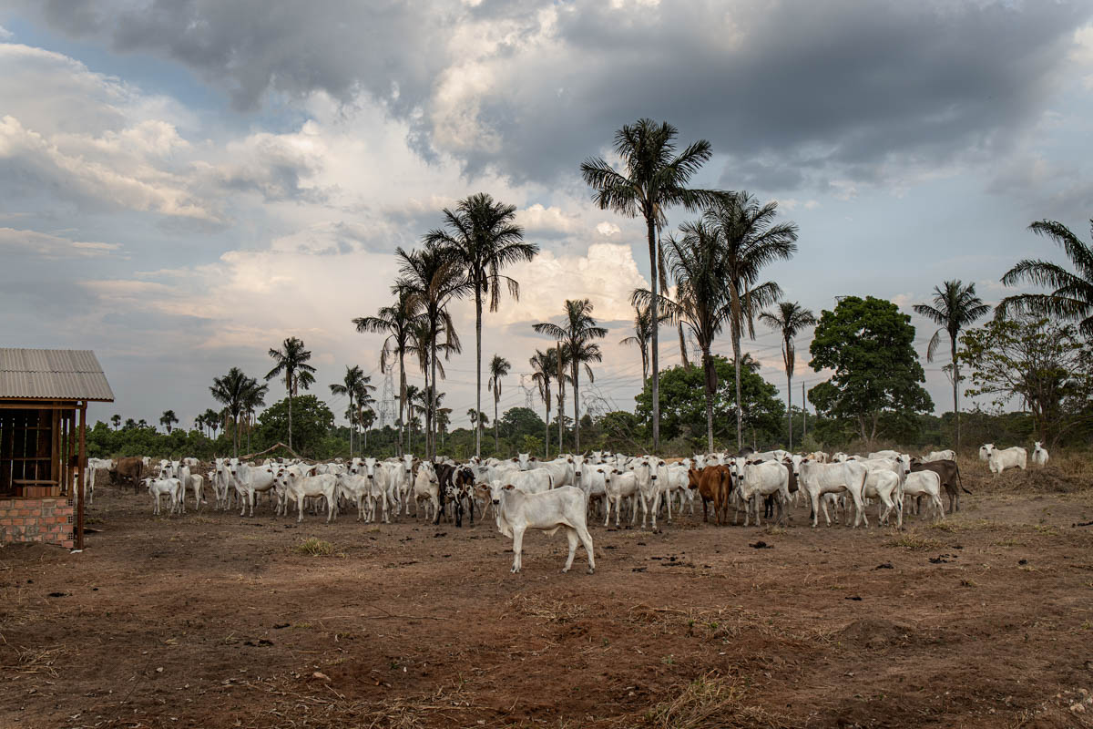 The Brazilian Amazon Rainforest