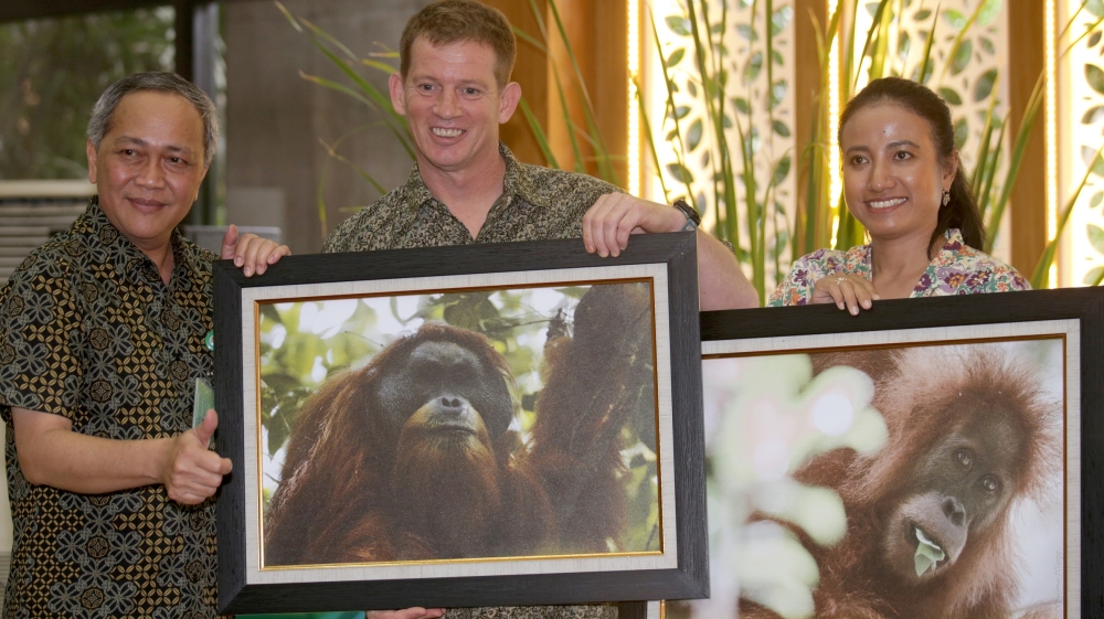 Indonesia - Orangutan