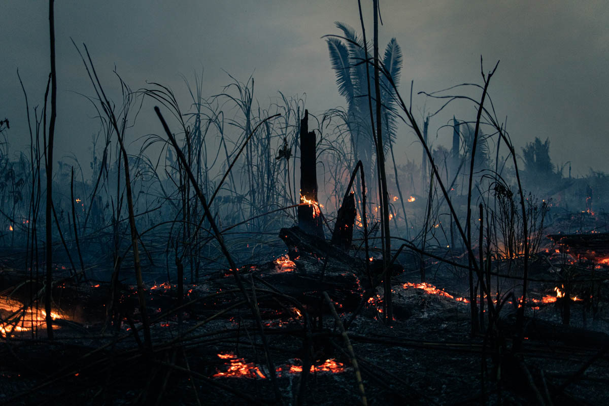 The Brazilian Amazon Rainforest
