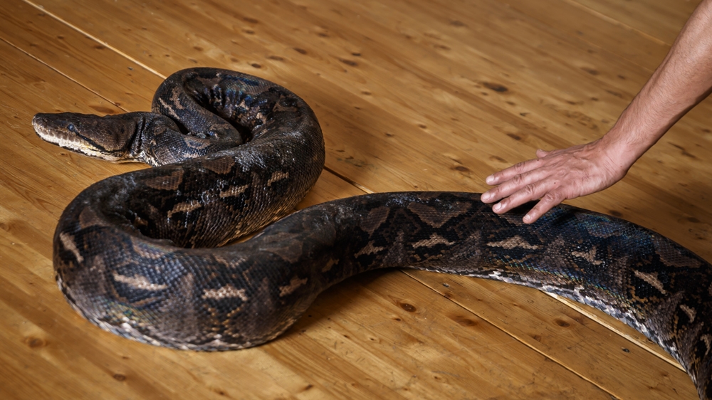 Reticulated python