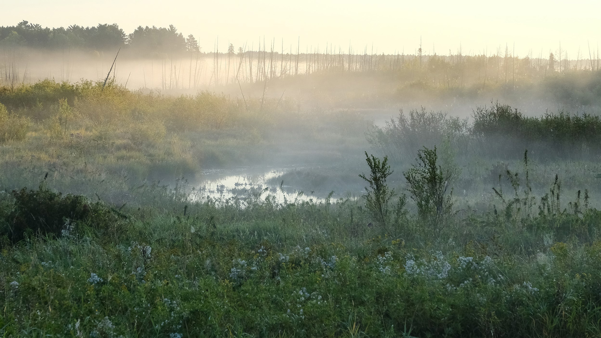 Feature: The Ojibwe language warrior